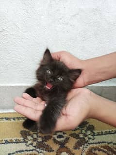 2 Persian kittens for sale