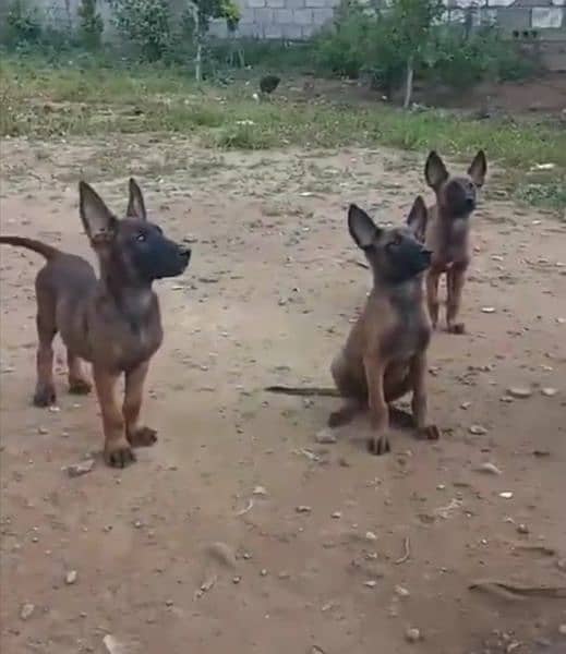 Belgian malinois important k9 pedigree microchip Puppies 3