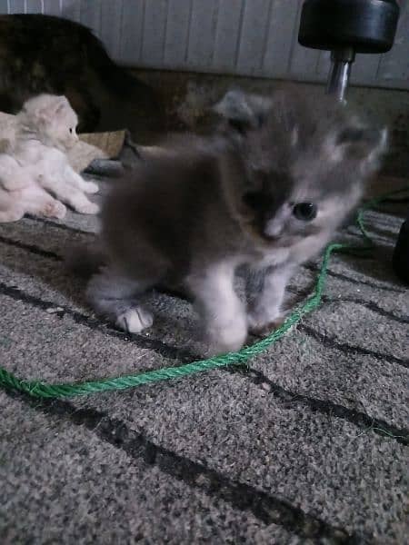 kitten for sale 6