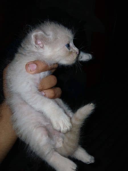 kitten for sale 8