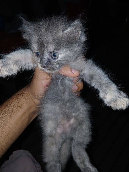 kitten for sale 9