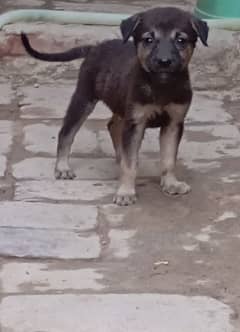 German Alsatian male puppy