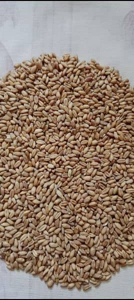 Super Quality Wheat/ gandum 0