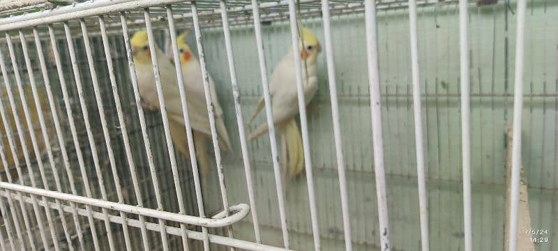 Cockatiel/ Cocktail Parrots *Read Description* 3