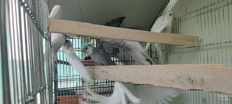 Cockatiel/ Cocktail Parrots *Read Description* 9