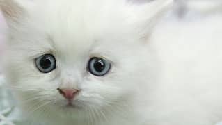triple coated male and female 3 hazel eyes 1 blue eyes kitten