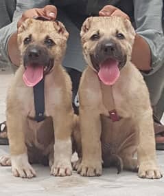 Kurdish Kangal security dog 2 month pair for sale