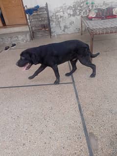 Labra British dog black colour
