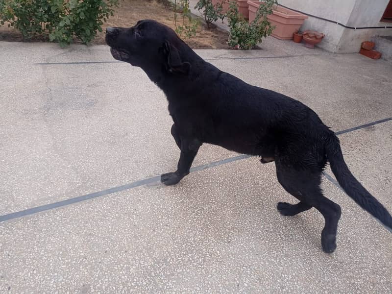 Labra British dog black colour 2