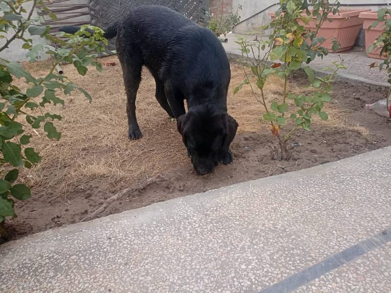Labra British dog black colour 4