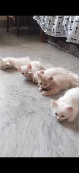 Triple Cort Persian cats kitten Available فتح جنگ 0
