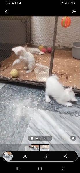 Triple Cort Persian cats kitten Available فتح جنگ 2