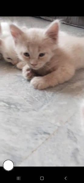 Triple Cort Persian cats kitten Available فتح جنگ 3