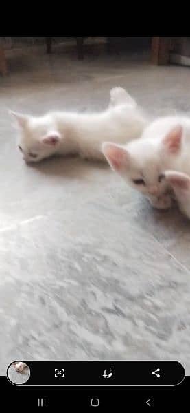 Triple Cort Persian cats kitten Available فتح جنگ 6