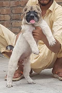 alabai male 2 month security dog for sale