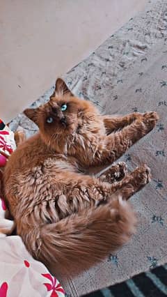 Himalayan Persian male cat