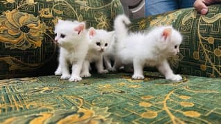 4pieces persion kitten
