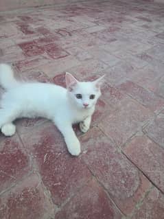 persian male kitten.