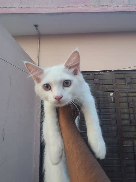persian male kitten. 4