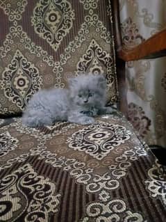 Persian cat Kittens Double coat 2 months old