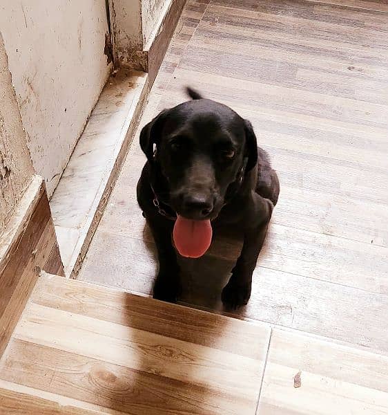 British Labrador breeder female 1.5 month 4