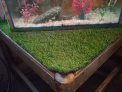 fish+fish aquarium+aquarium accessories+ stones+plants+grass clean+