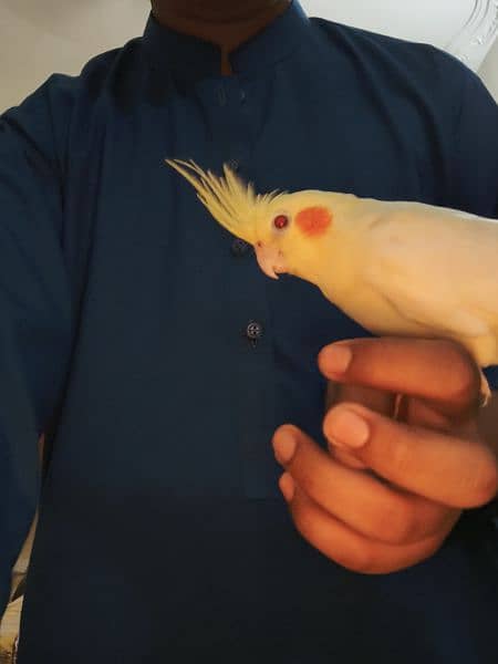 Latino cockatiel pair ( 8 months old ) hand tamed 0