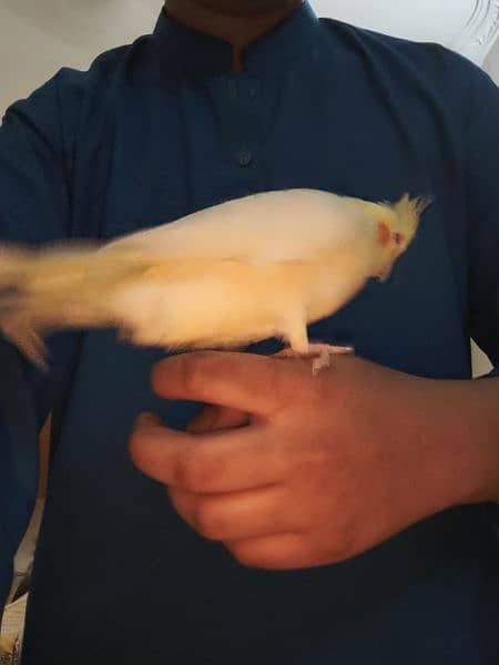 Latino cockatiel pair ( 8 months old ) hand tamed 1