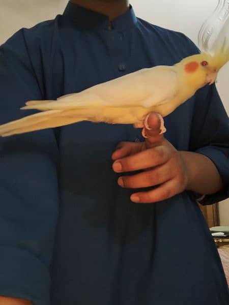 Latino cockatiel pair ( 8 months old ) hand tamed 2