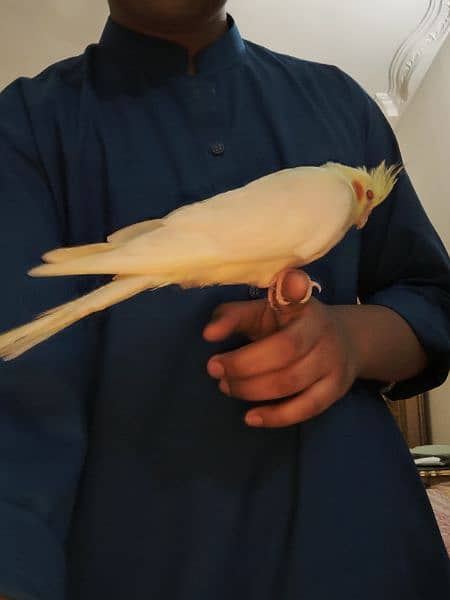 Latino cockatiel pair ( 8 months old ) hand tamed 3