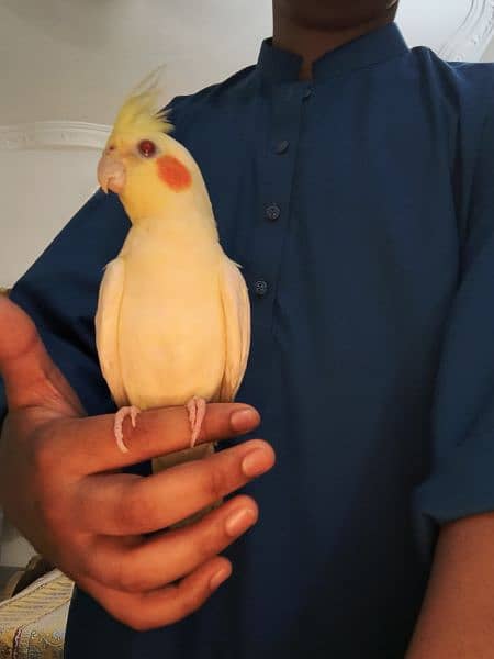 Latino cockatiel pair ( 8 months old ) hand tamed 4