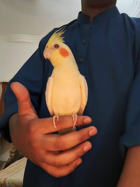 Latino cockatiel pair ( 8 months old ) hand tamed 5