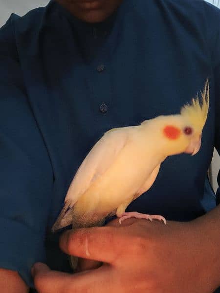 Latino cockatiel pair ( 8 months old ) hand tamed 6