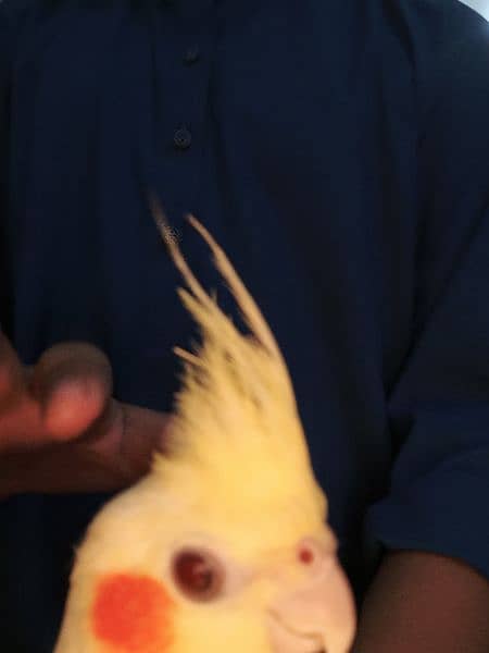 Latino cockatiel pair ( 8 months old ) hand tamed 7