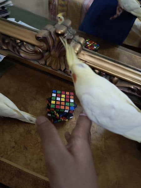 Latino cockatiel pair ( 8 months old ) hand tamed 8