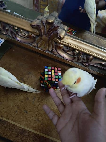 Latino cockatiel pair ( 8 months old ) hand tamed 9