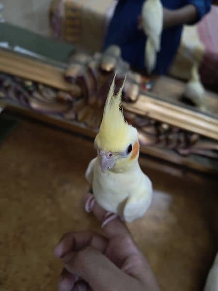 Latino cockatiel pair ( 8 months old ) hand tamed 10