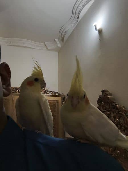 Latino cockatiel pair ( 8 months old ) hand tamed 11