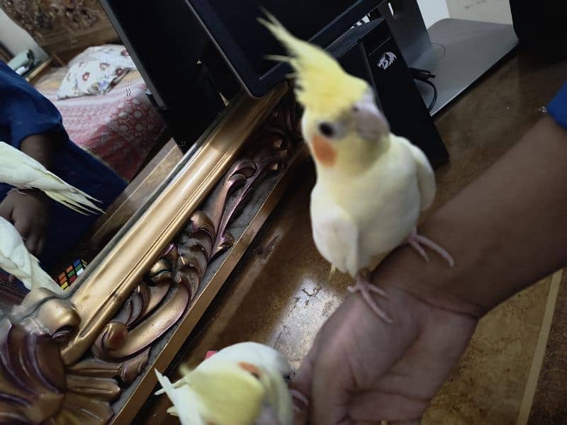 Latino cockatiel pair ( 8 months old ) hand tamed 12