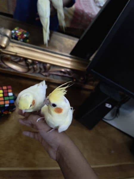 Latino cockatiel pair ( 8 months old ) hand tamed 13