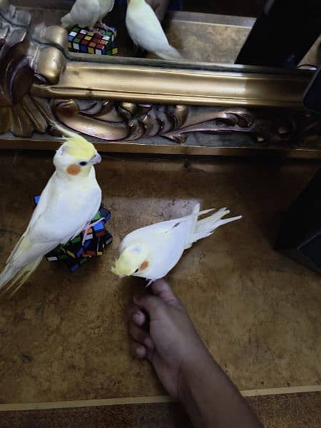 Latino cockatiel pair ( 8 months old ) hand tamed 14