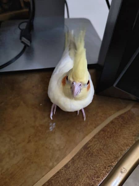 Latino cockatiel pair ( 8 months old ) hand tamed 15