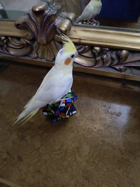 Latino cockatiel pair ( 8 months old ) hand tamed 16