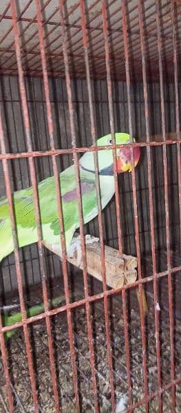 kashmiri breeder pair 2