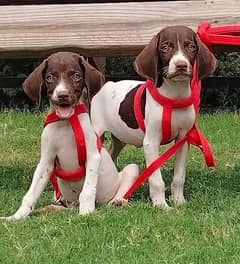 jerman pointer waleity pior 2 month for sale