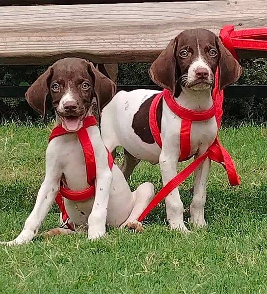 jerman pointer waleity pior 2 month for sale 0