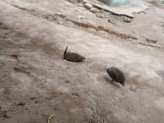 Black guinea fowls/Chakor teetri