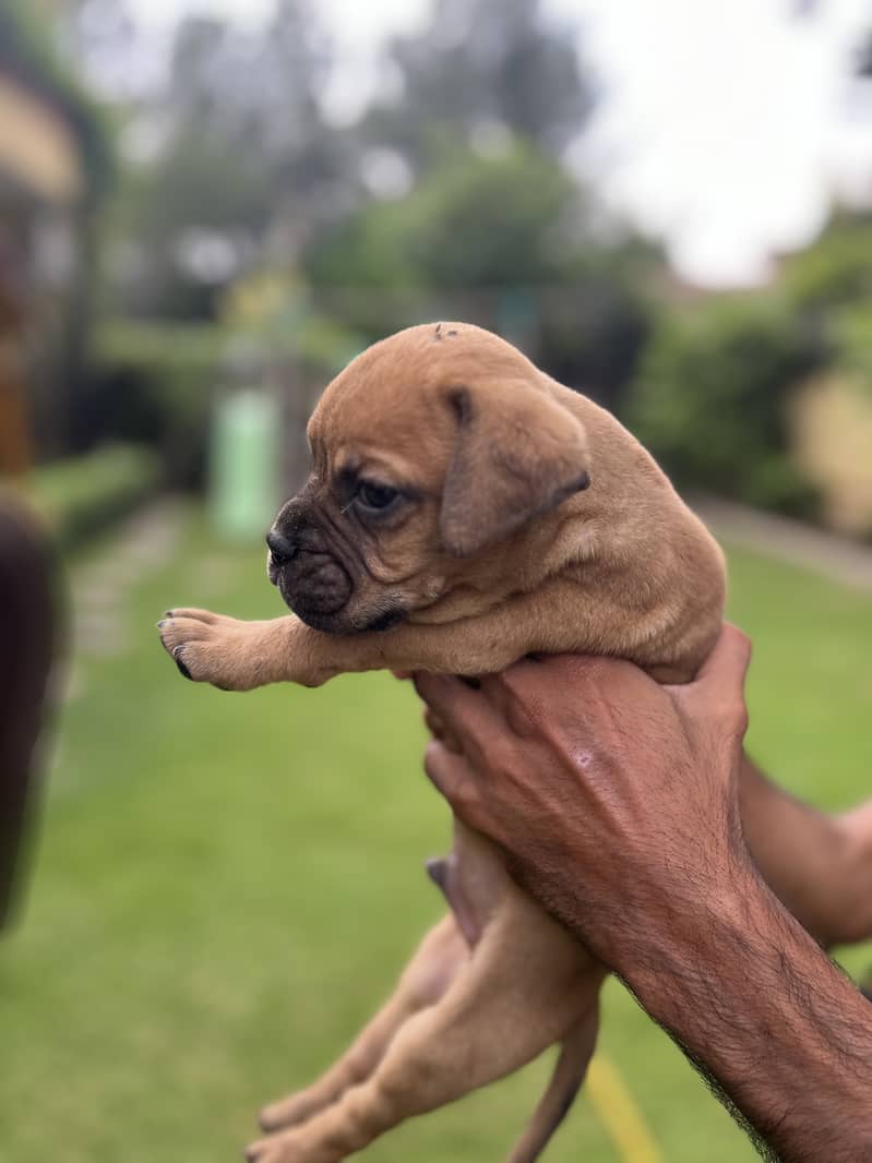 Bull Mastiff puppies 1