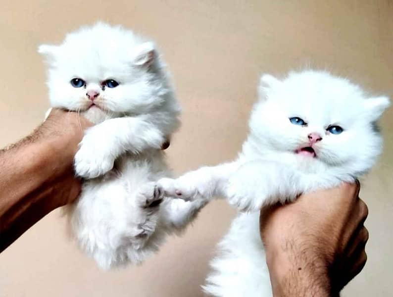 blue eyes trimmed  kitten pair whatsapp 0/3/0/5/4/2/3/22/2/3 0