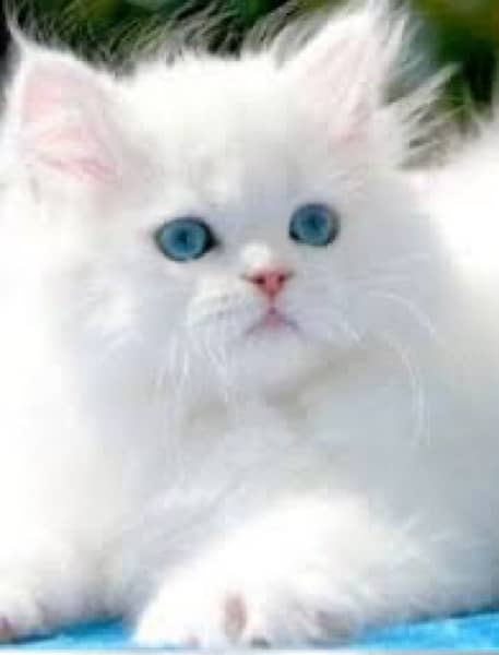 blue eyes trimmed  kitten pair whatsapp 0/3/0/5/4/2/3/22/2/3 2